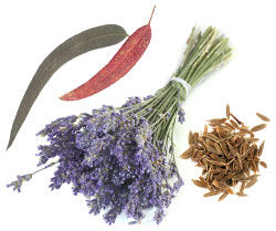 Aromatic herbs and lavender