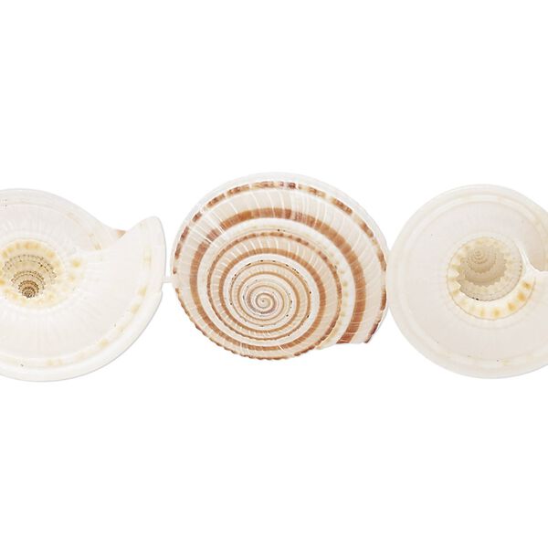 Bead, sundial shell (natural), 22x21x11mm-29x25x10mm round, Mohs hardness 3-1/2. Sold per 15-1/2" to 16" strand. image number 0