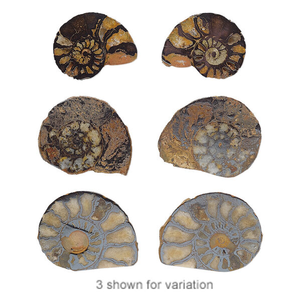 Ammonite 1pkg2, undrilled spiral fossil natural 15-31mm image number 0