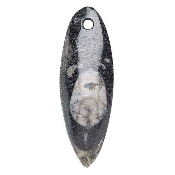 Orthoceras 1pkg1, 2-sided teardrop fossil natural 44x11mm-65x18mm image number 0