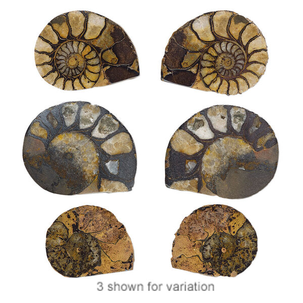 Ammonite 1pkg2, undrilled spiral fossil natural 32-47mm image number 0