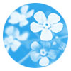 forget-me-not flower image