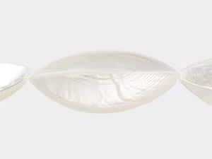 Trochus Shell